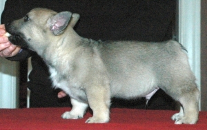 immelmann